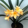 Кливии (Clivia)